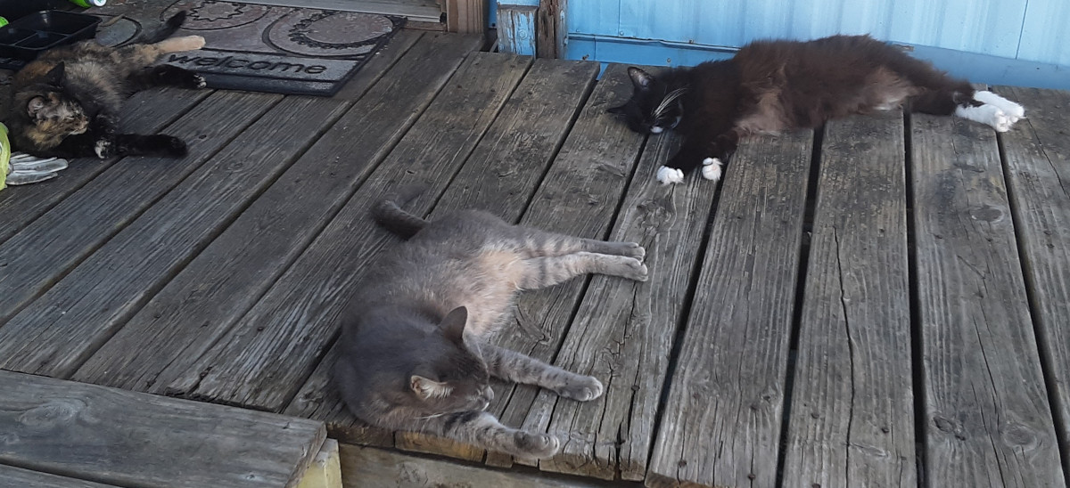 Porch Kitties Are Not Afraid Our three cats lounging on the deck