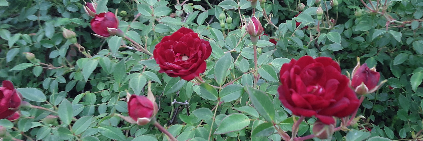 Our Miniature Roses Close-up of a few blooming miniature roses, against the foliage of the bush.