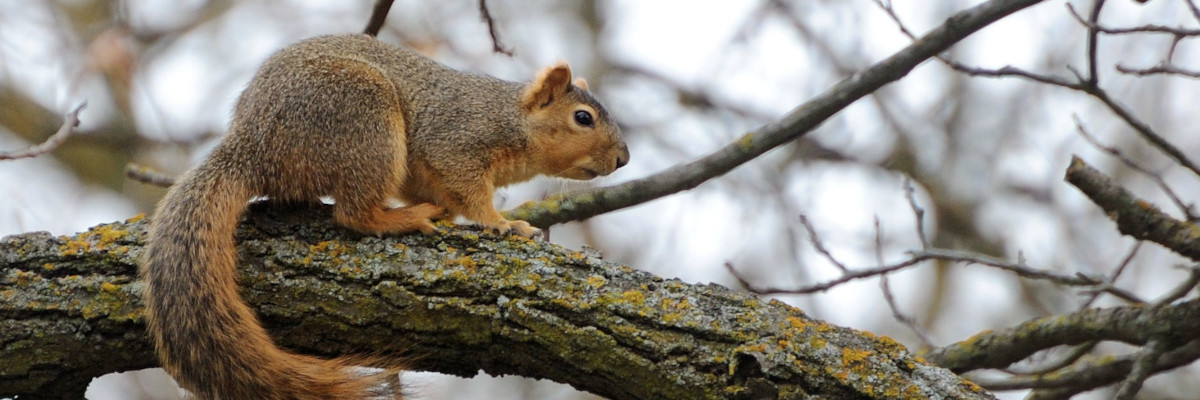 Squirrel! Squirrel in Tree