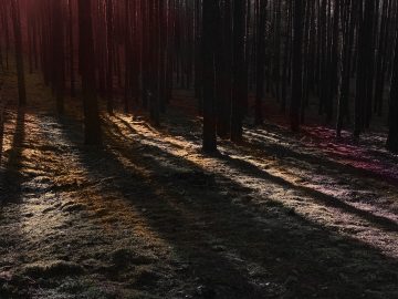 Inside the Dark Forest Spooky forest in unnatural colors