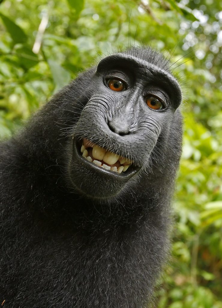 Monkey selfie.