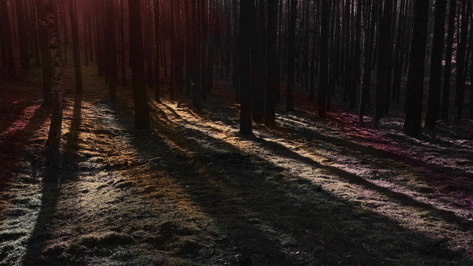 Spooky forest in unnatural colors